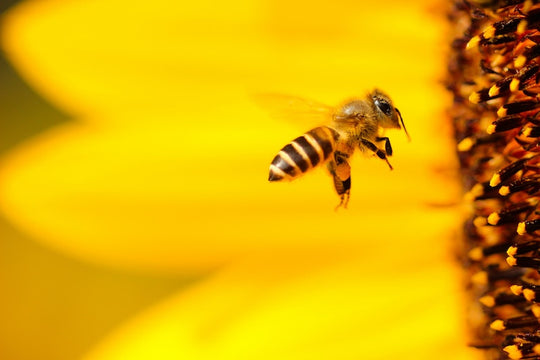 abeille butine tournesol