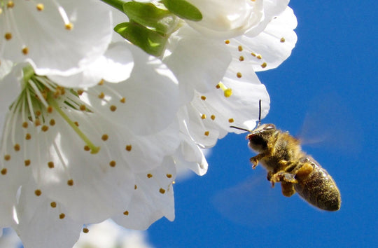 Pourquoi les abeilles sont indispensables à notre survie ?